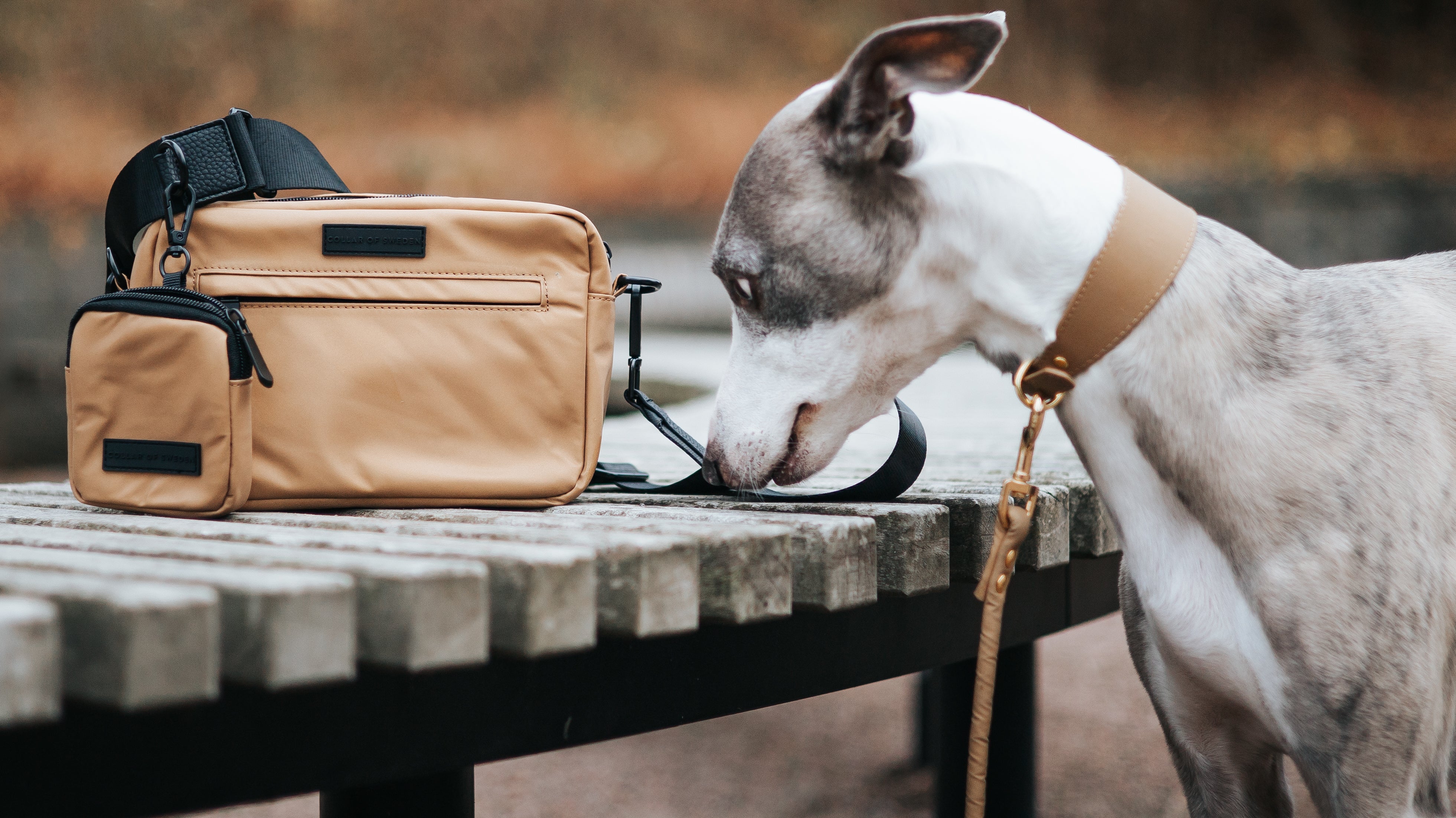 Italian greyhound with a Collar of Sweden bag