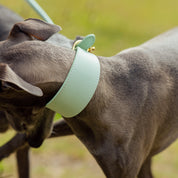Collar para Perro Ancho de Color Menta