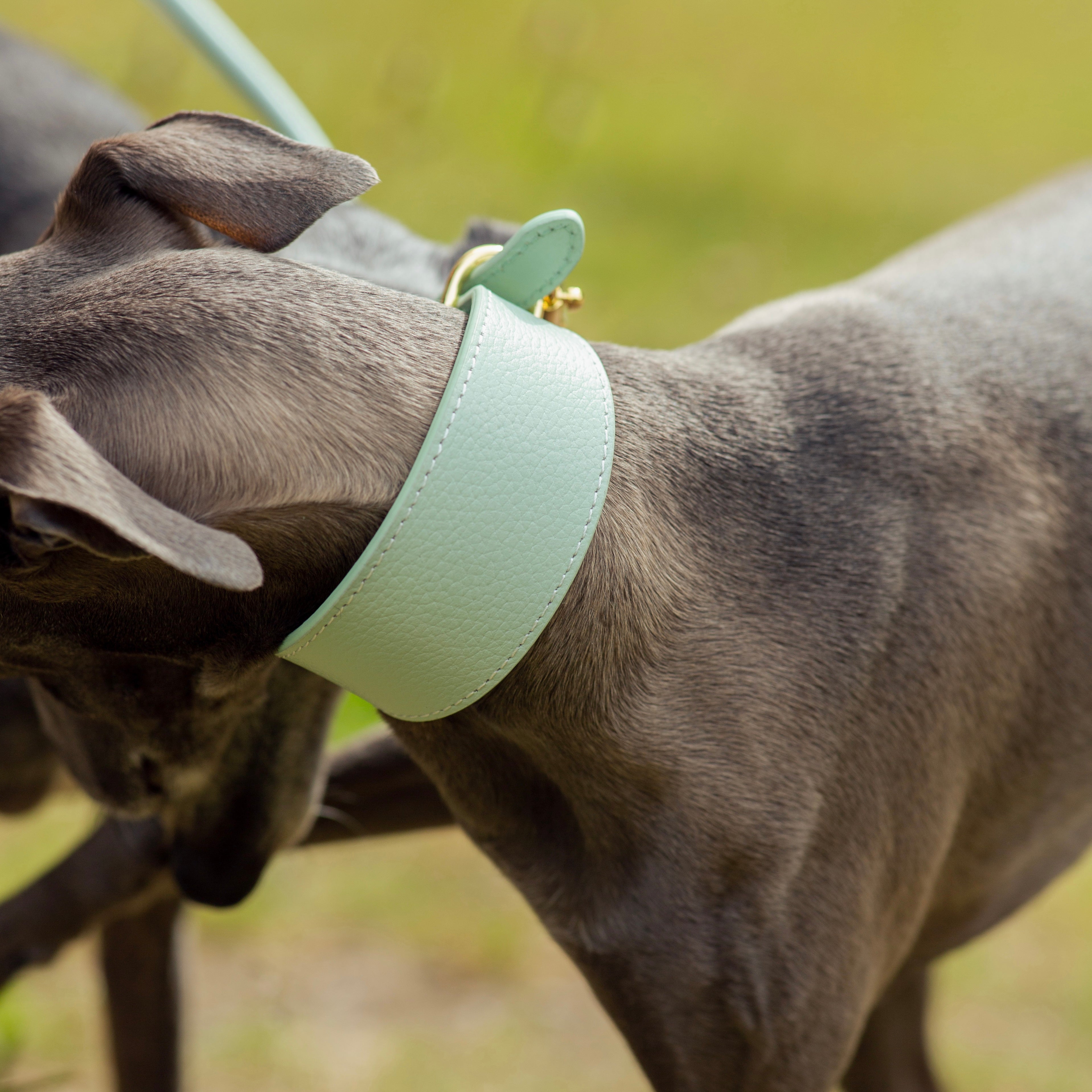 Collar para Perro Ancho de Color Menta