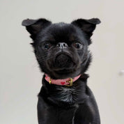 Collar del perro Love Thin