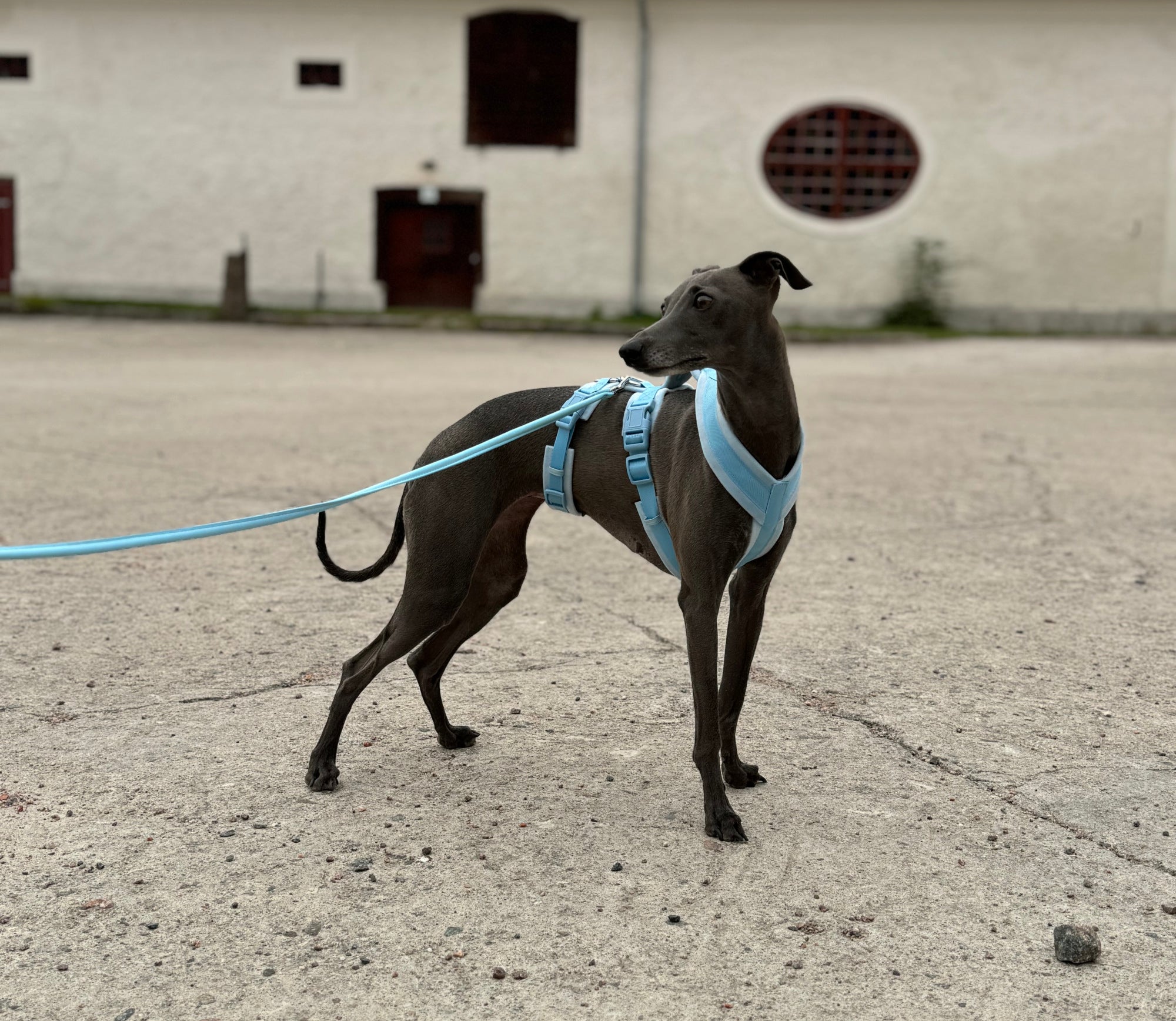 baby-blue-harness-italian-greyhound-enviroment.jpg