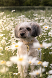 Beige Collar para Perro Delgado