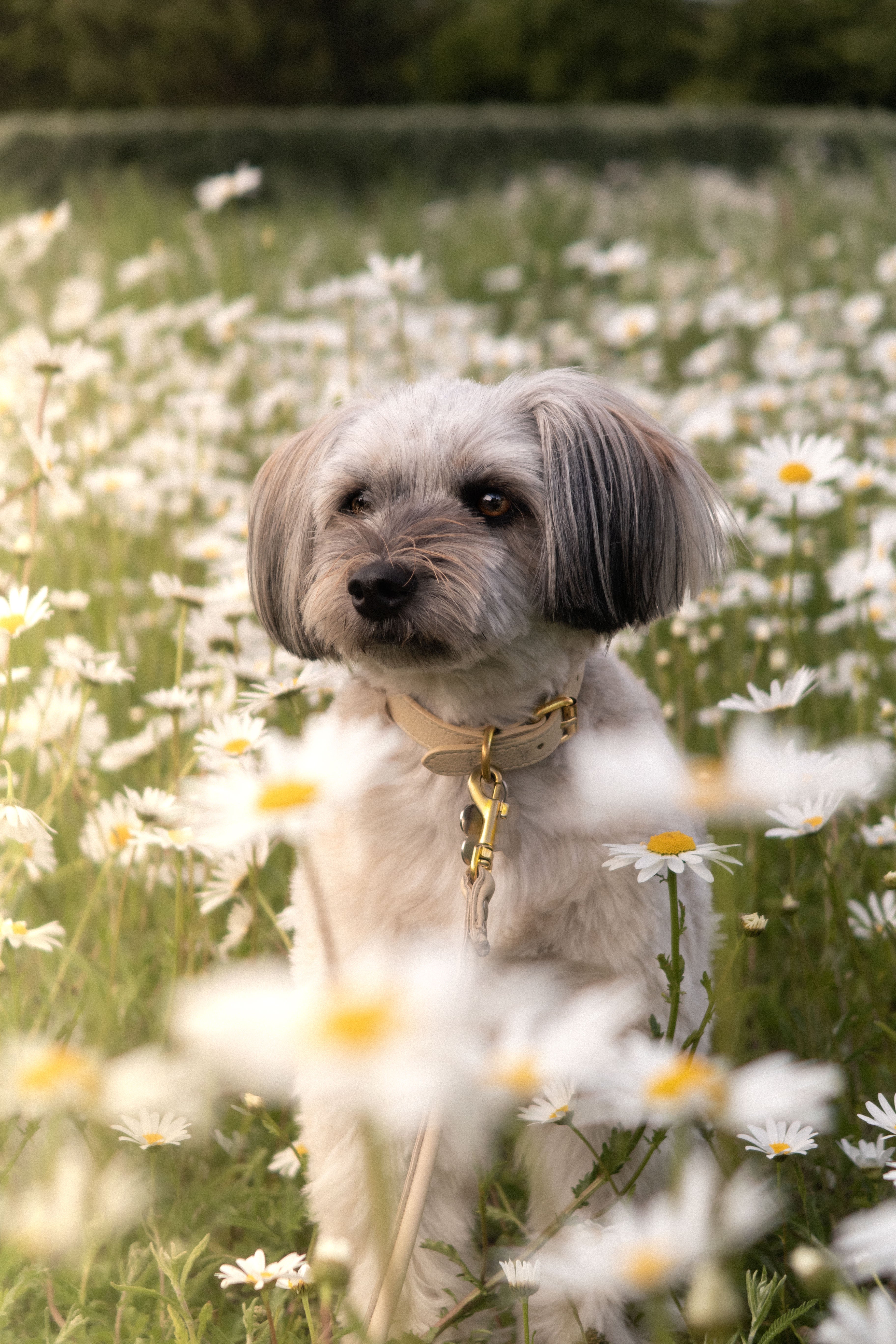 Beige Collar para Perro Delgado