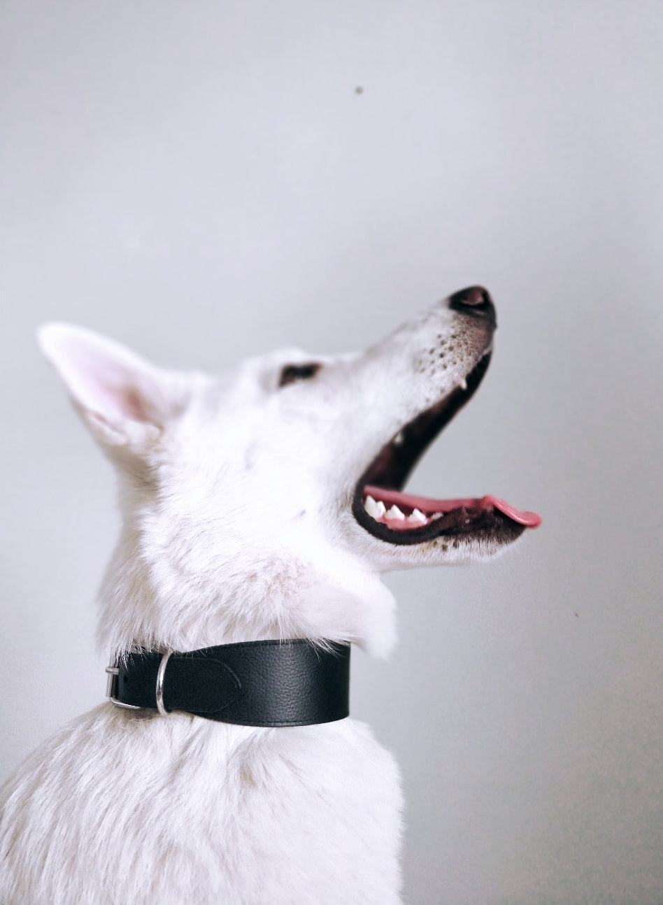 Collar de Perro Negro Ancho