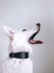 Collar de Perro Negro Ancho