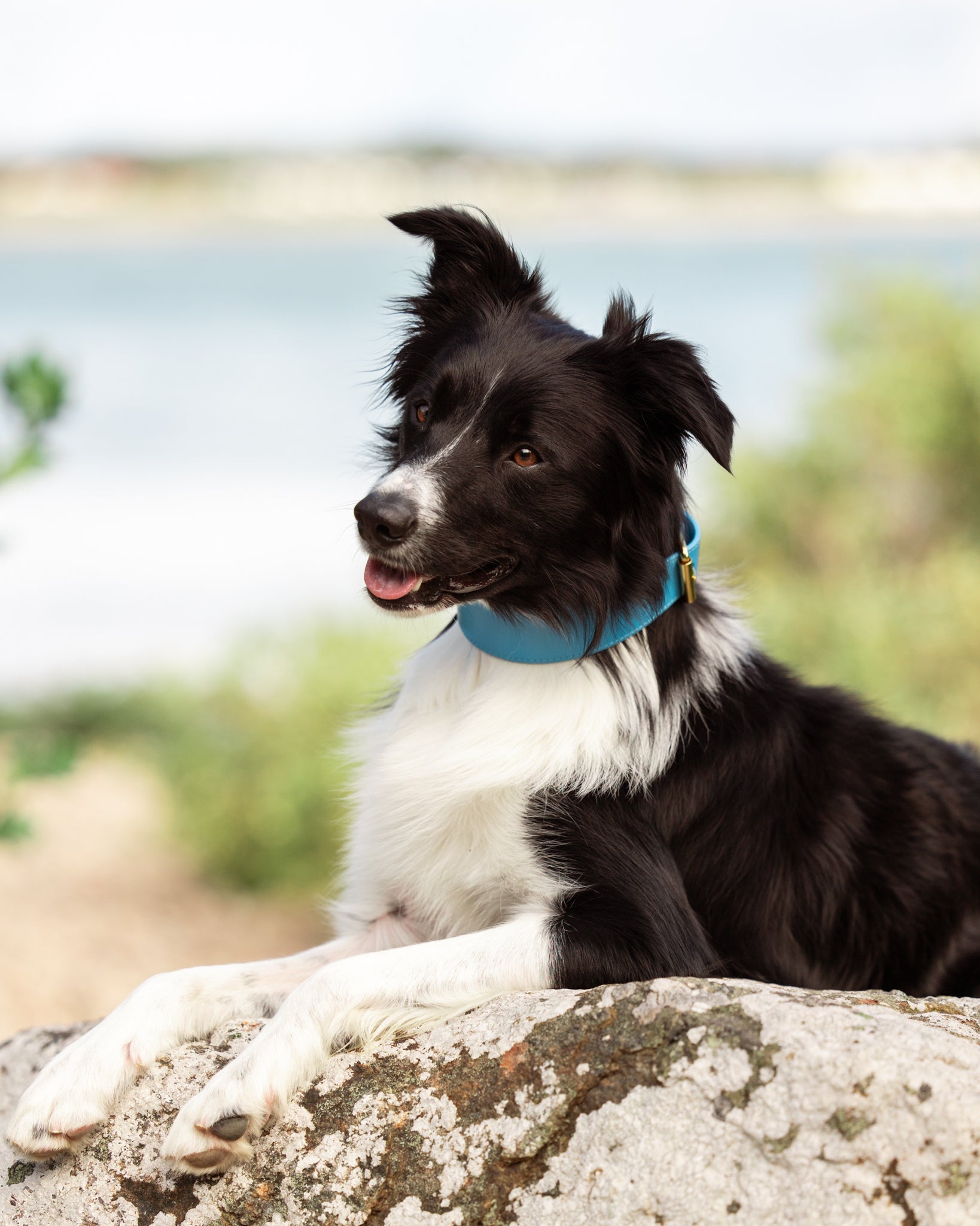 Collar para Perro Azul Neón Ancho