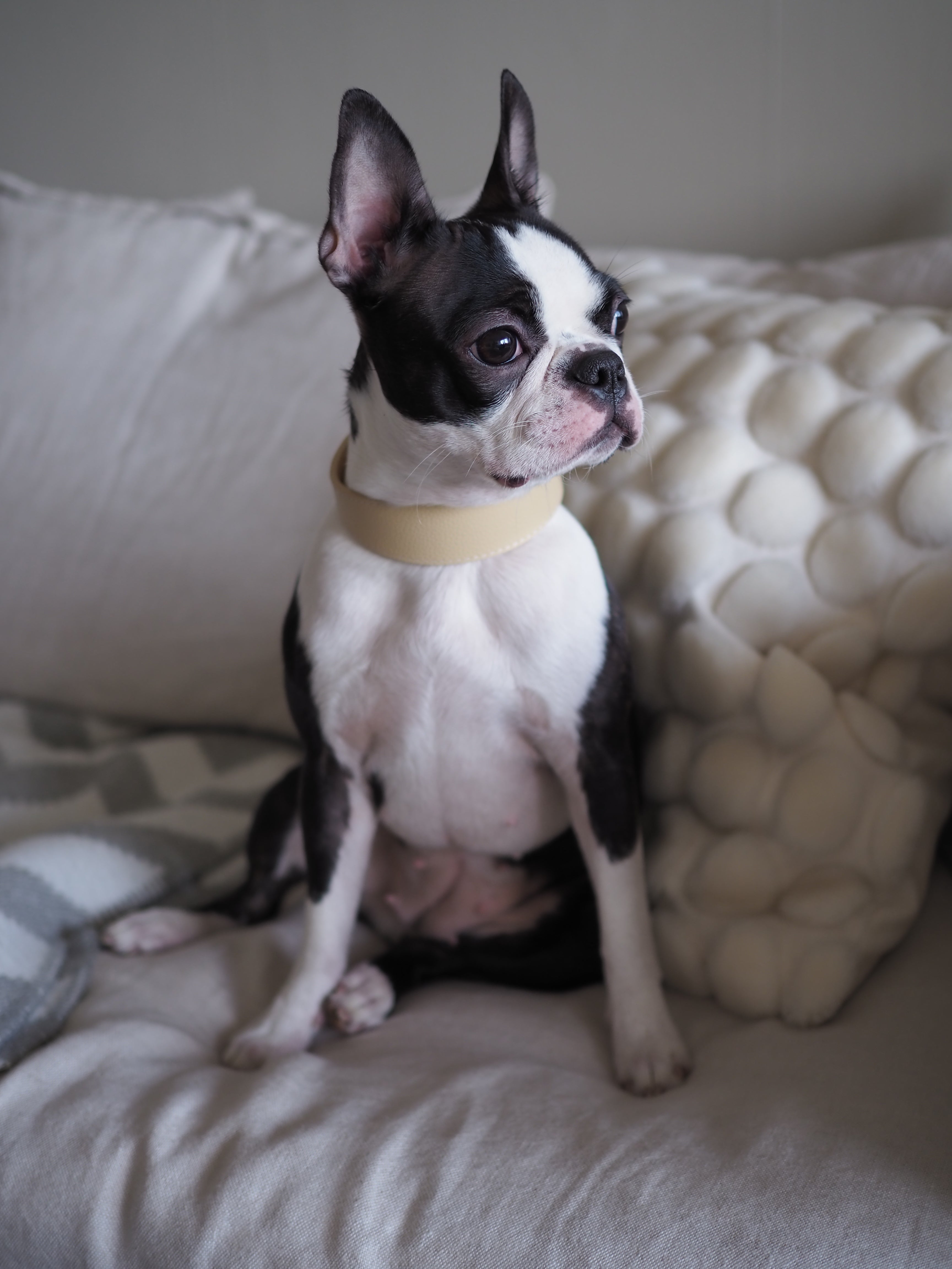 Collar de Perro Ancho Beige