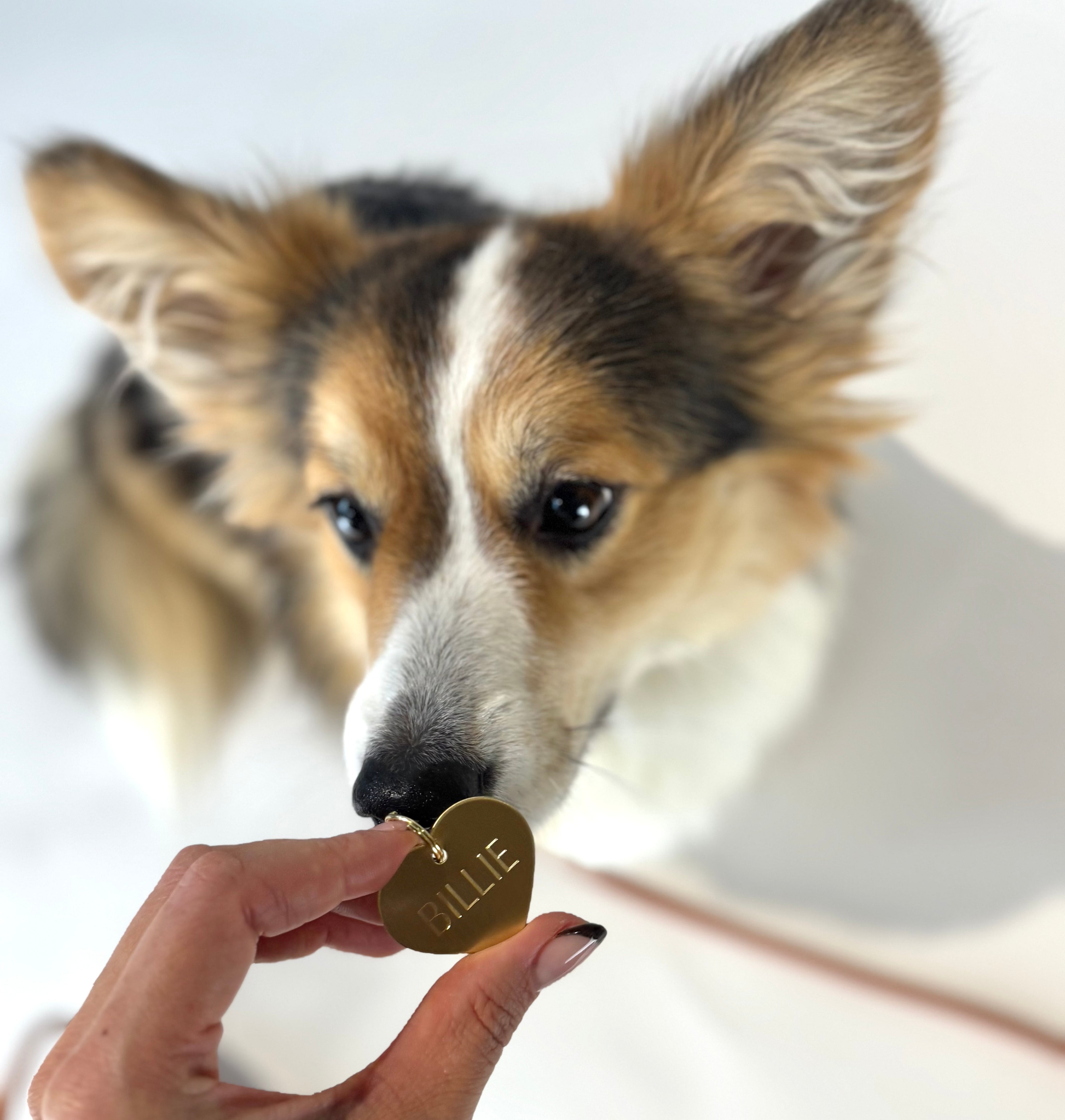 brass-name-tag-large-enviroment.jpg