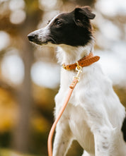 Correa marrón para perros