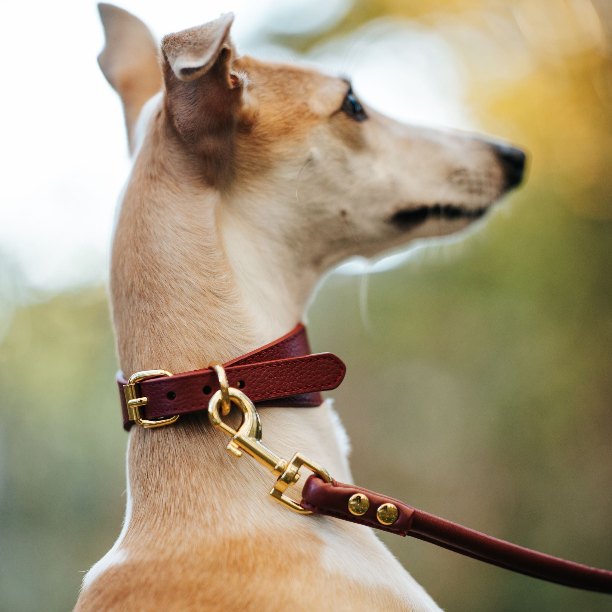 Collar de Perro Borgoña Ancho