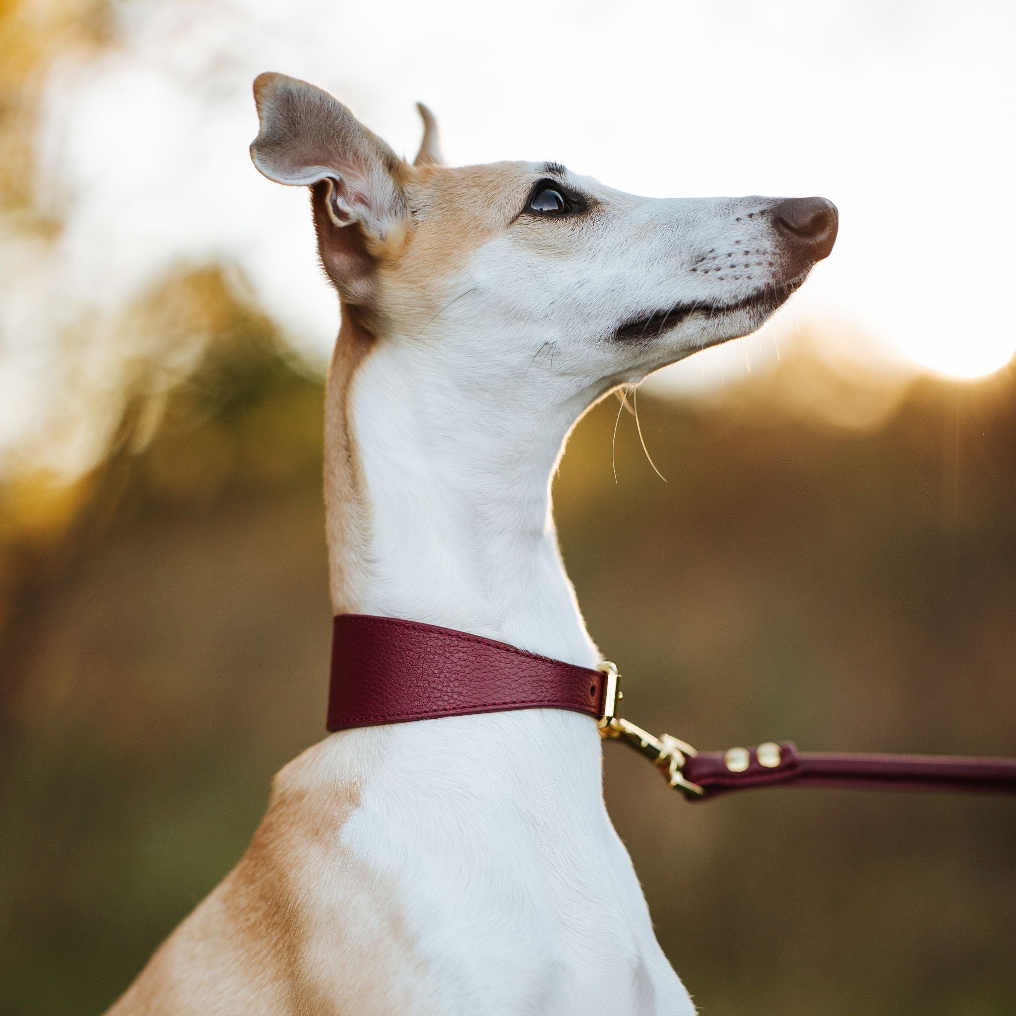 Collar de Perro Borgoña Ancho