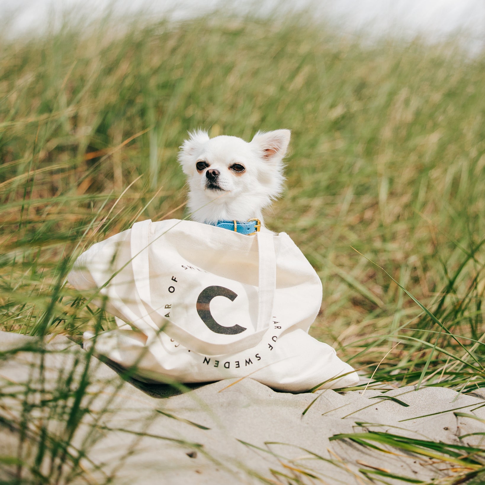 chihuahua-cotton-tote-bag.jpg