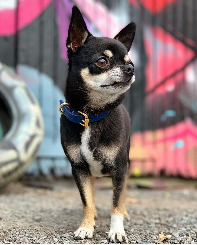 Collar de Perro Azul Oscuro Delgado
