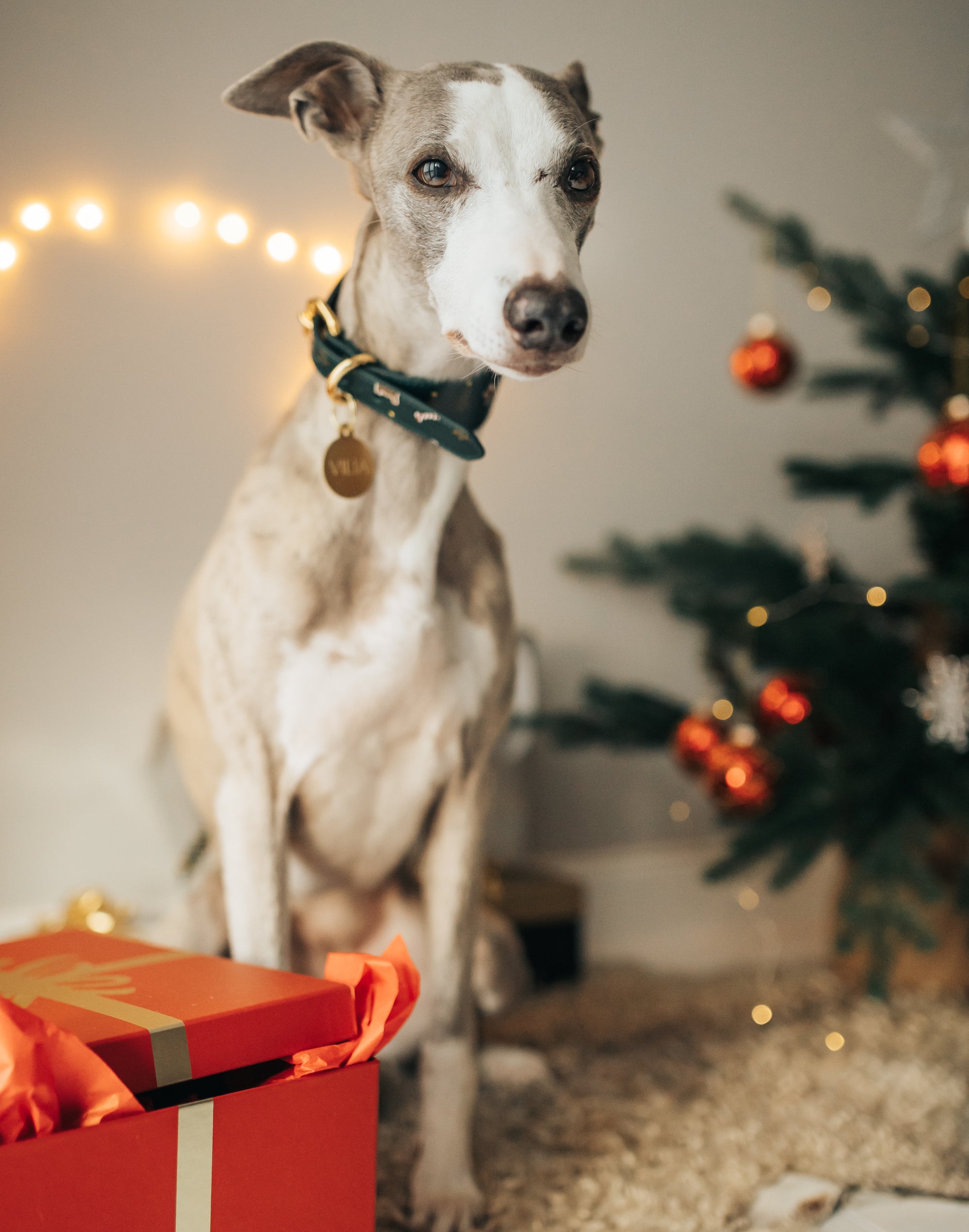 Collar de perro ancho de Navidad