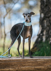 Collar Perro Nubes Ancho