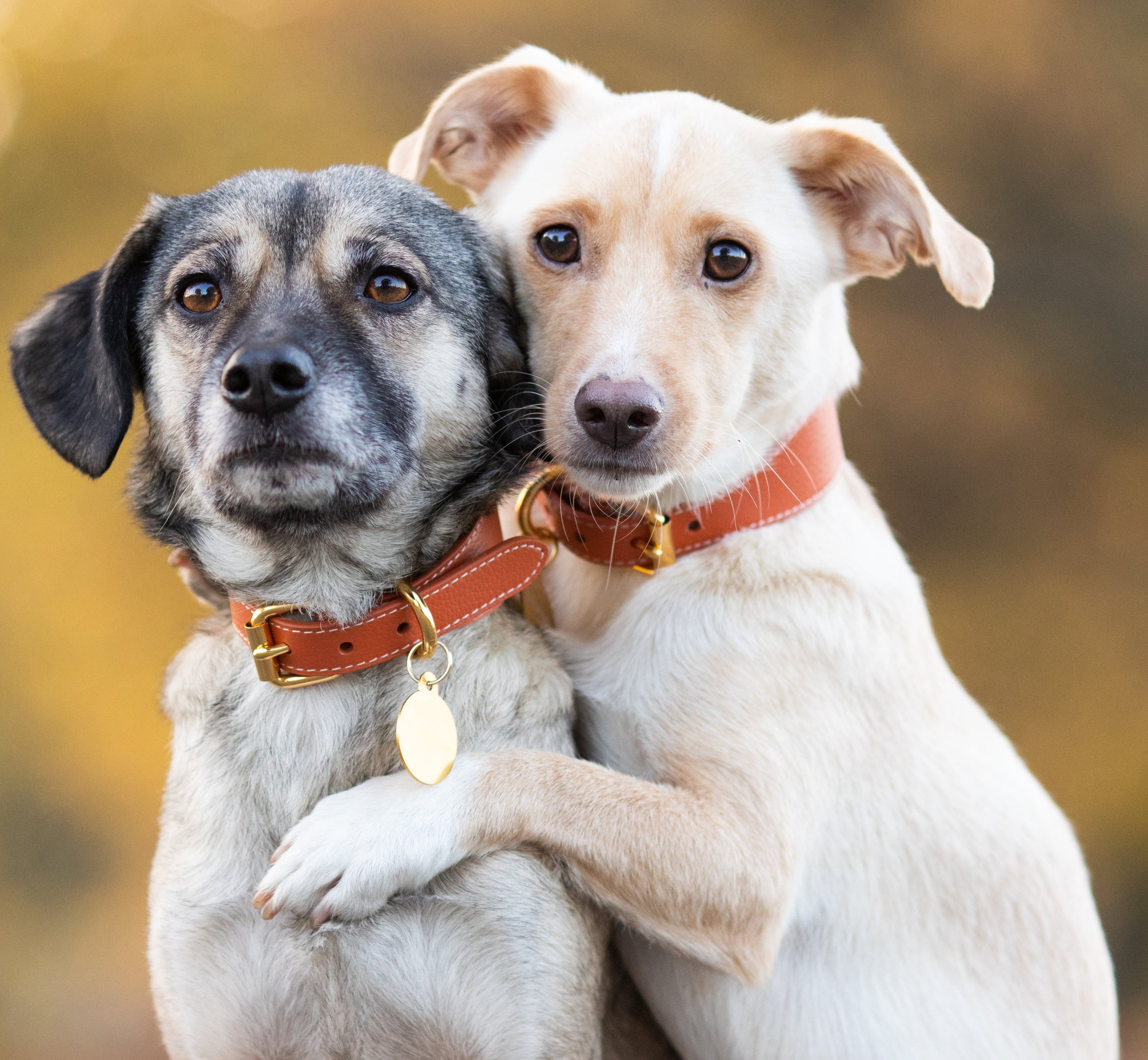 Collar de Perro Ancho en Cognac