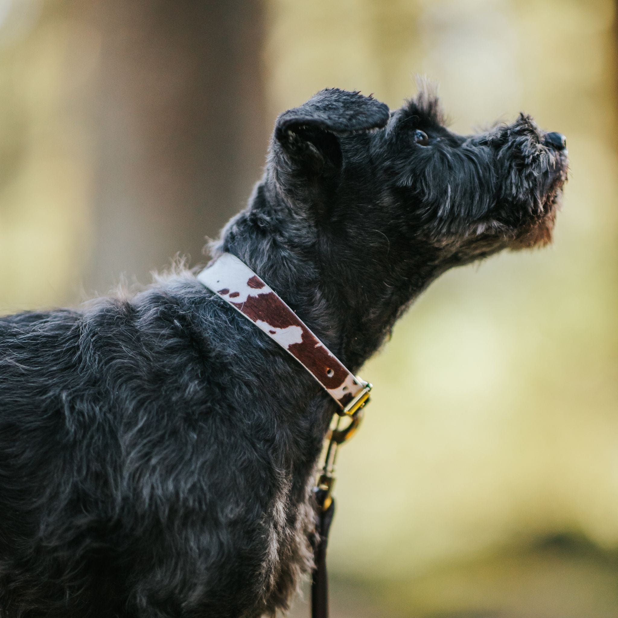 Collar de Perro de Vaca Delgado