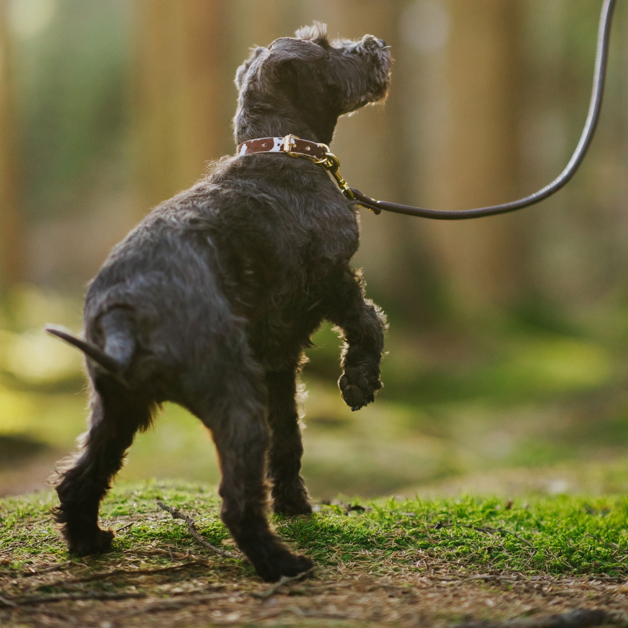 Collar de Perro de Vaca Delgado