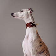 Collar de Perro de Vaca Ancho