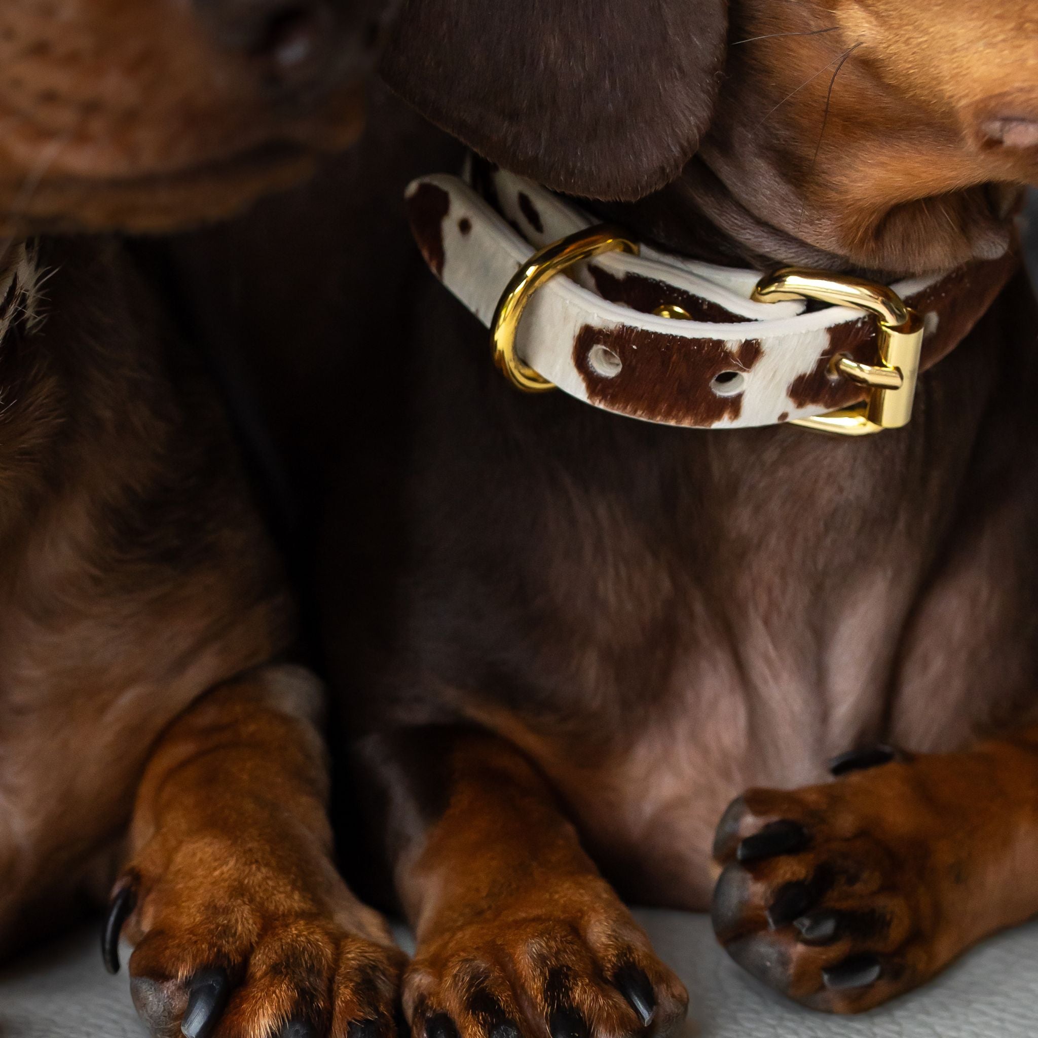Collar de Perro de Vaca Delgado