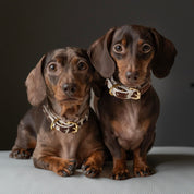 Collar de Perro de Vaca Delgado