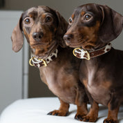Collar de Perro de Vaca Delgado