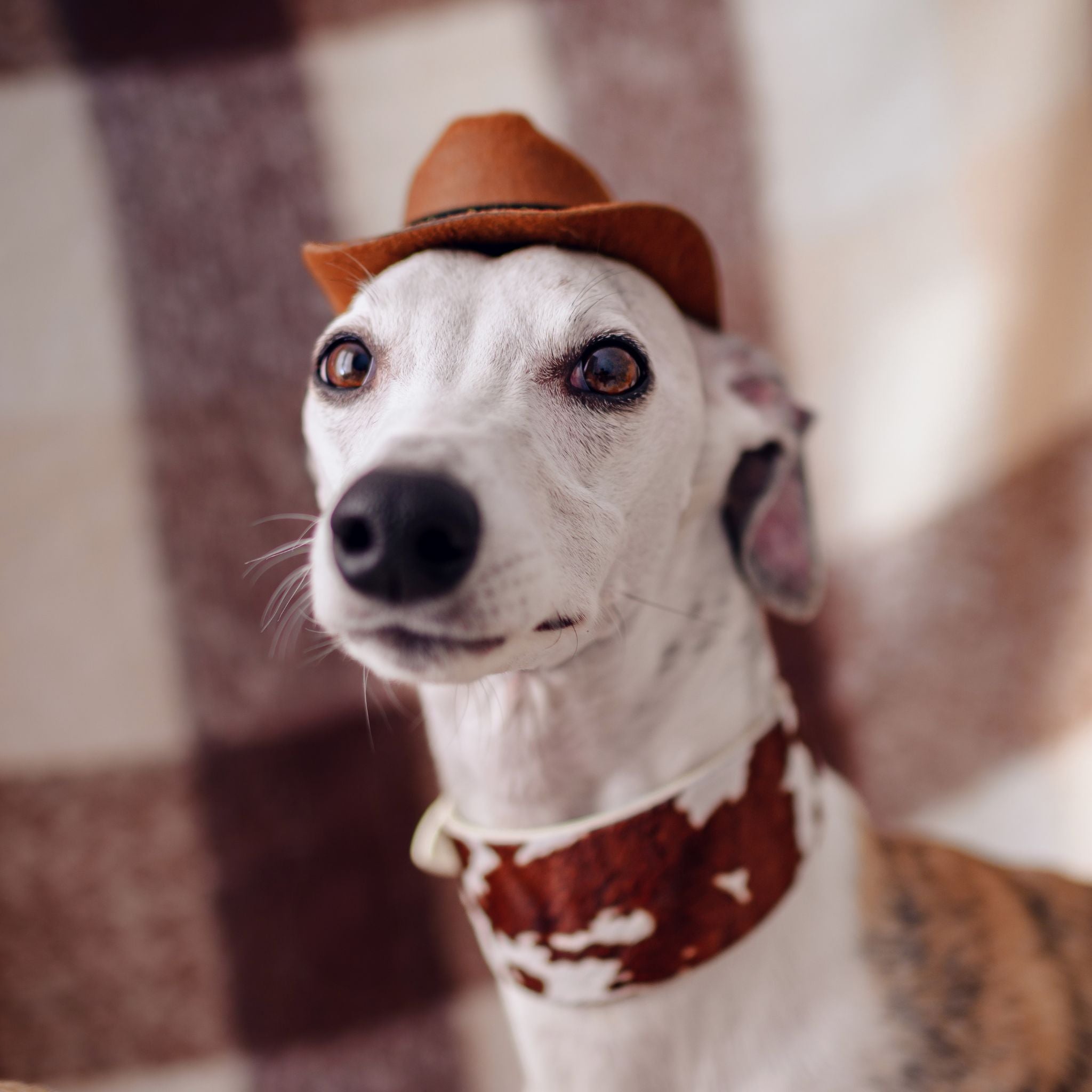 Collar de Perro de Vaca Ancho