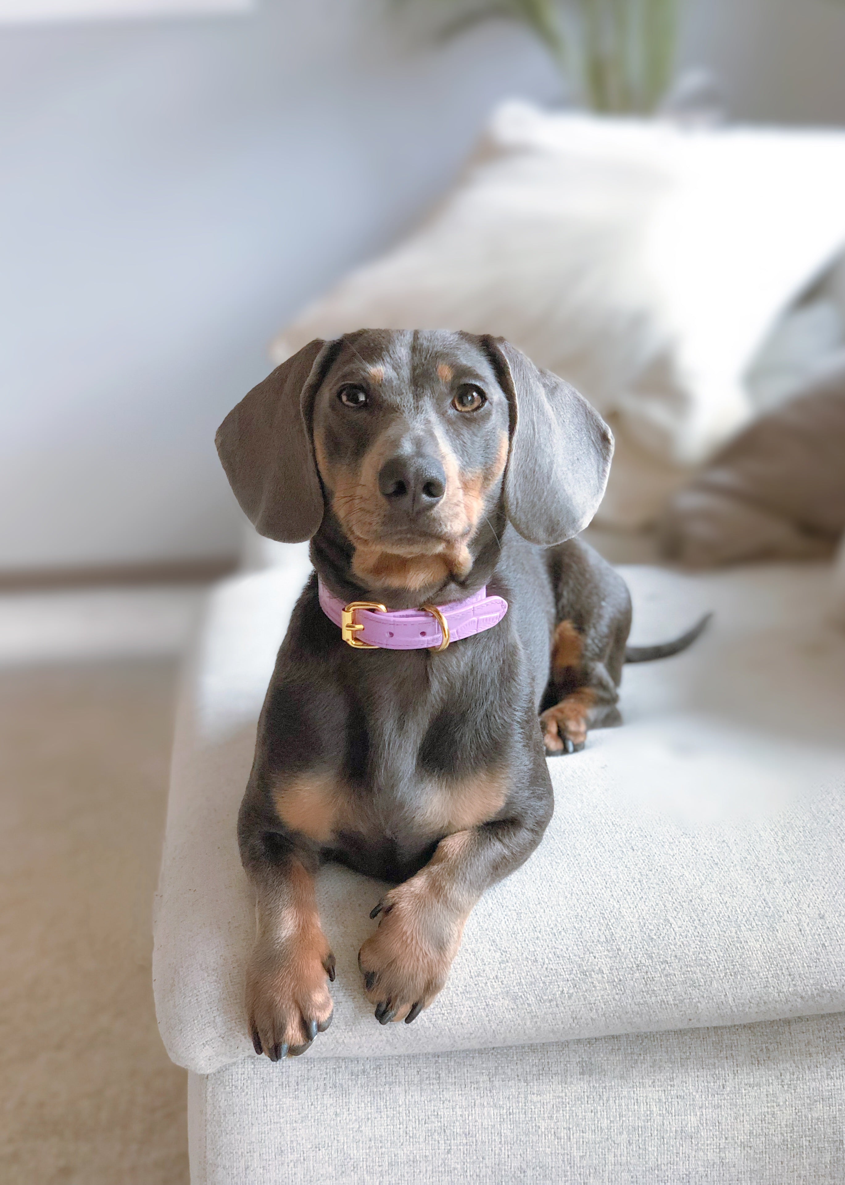 Violet Croco Collar de Perro Delgado