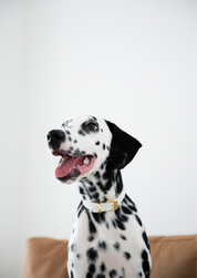 Collar Blanco para Perro Delgado