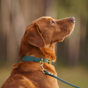 Collar de Perro Delgado Verde Oscuro