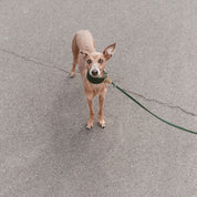 Collar de Perro Ancho Verde Oscuro
