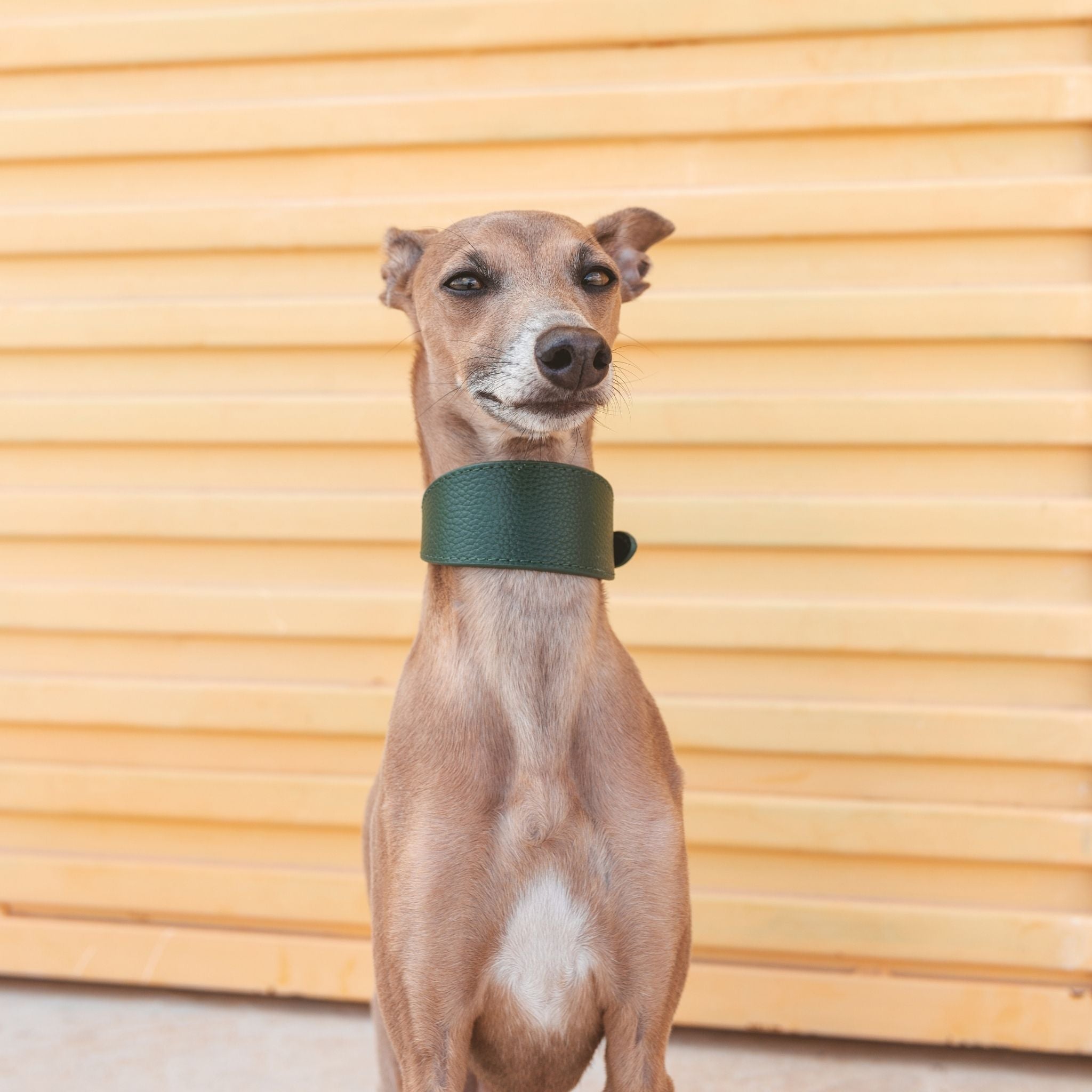 Collar de Perro Ancho Verde Oscuro