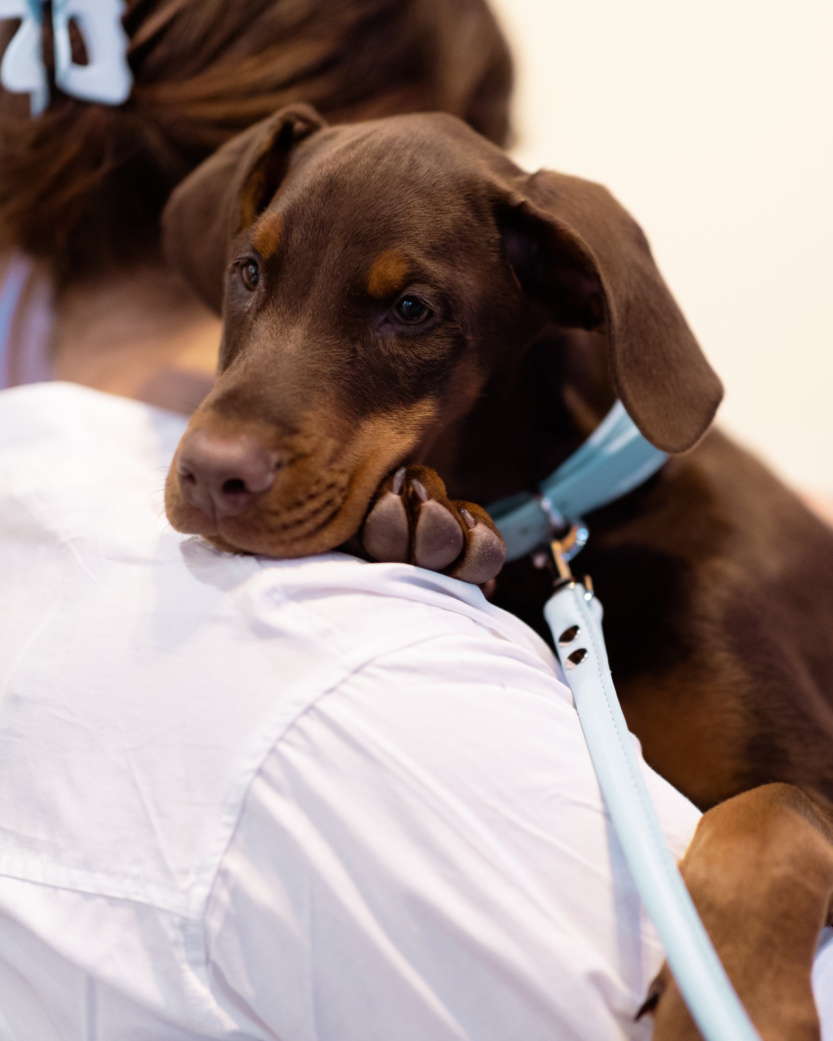 Correa para Perro en Azul Bebé