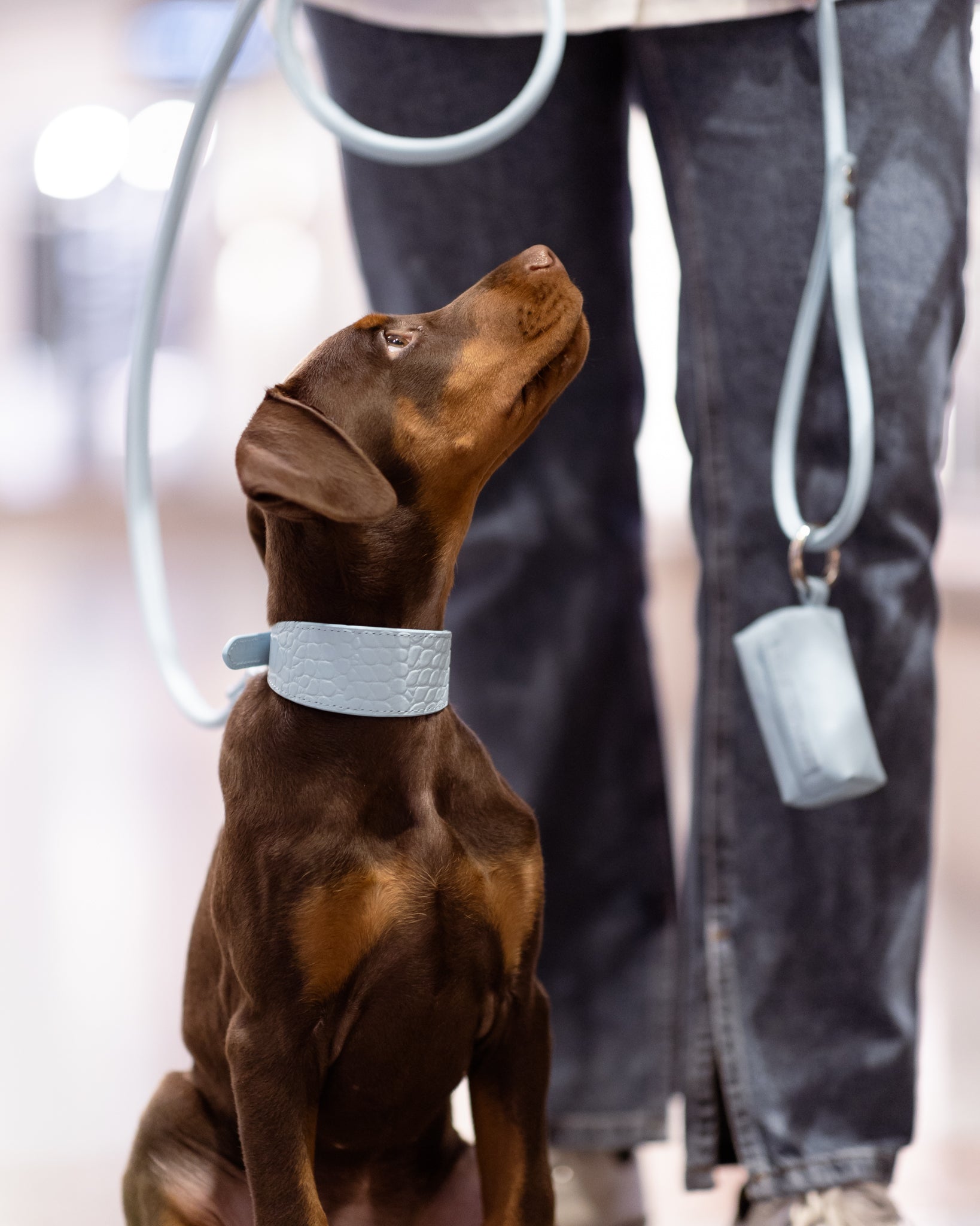 Porta bolsas para excrementos en azul bebé