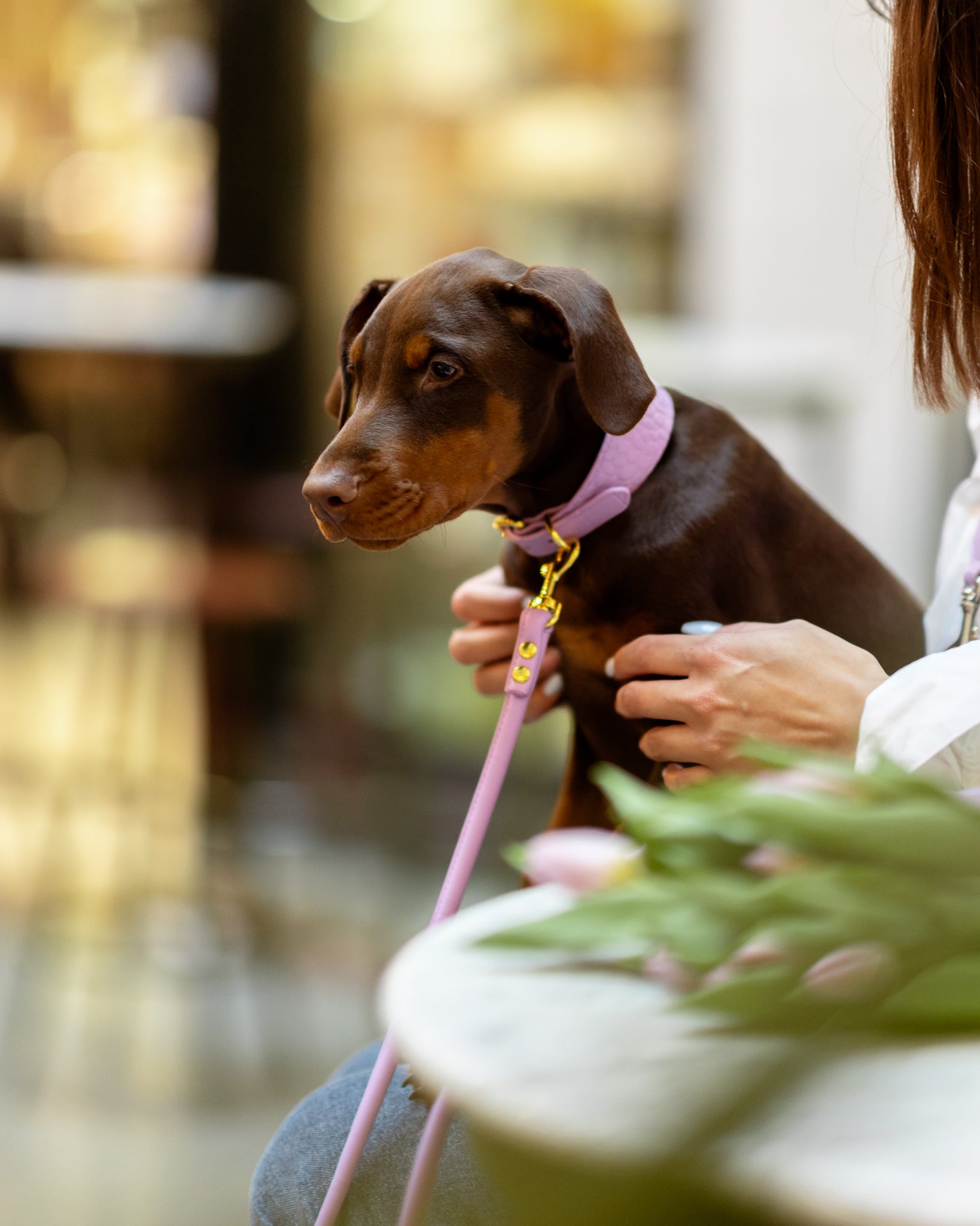Correa para perro violeta.