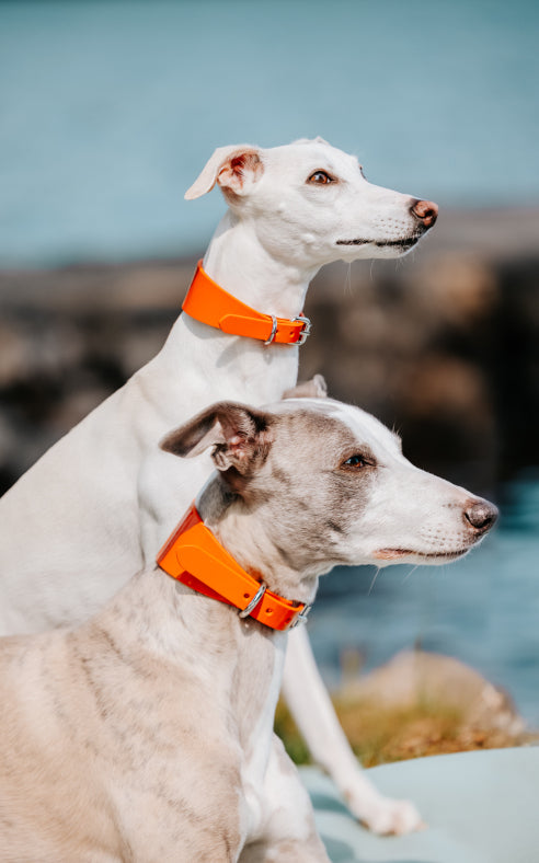 Collar de Perro Ancho Brillante en Color Naranja