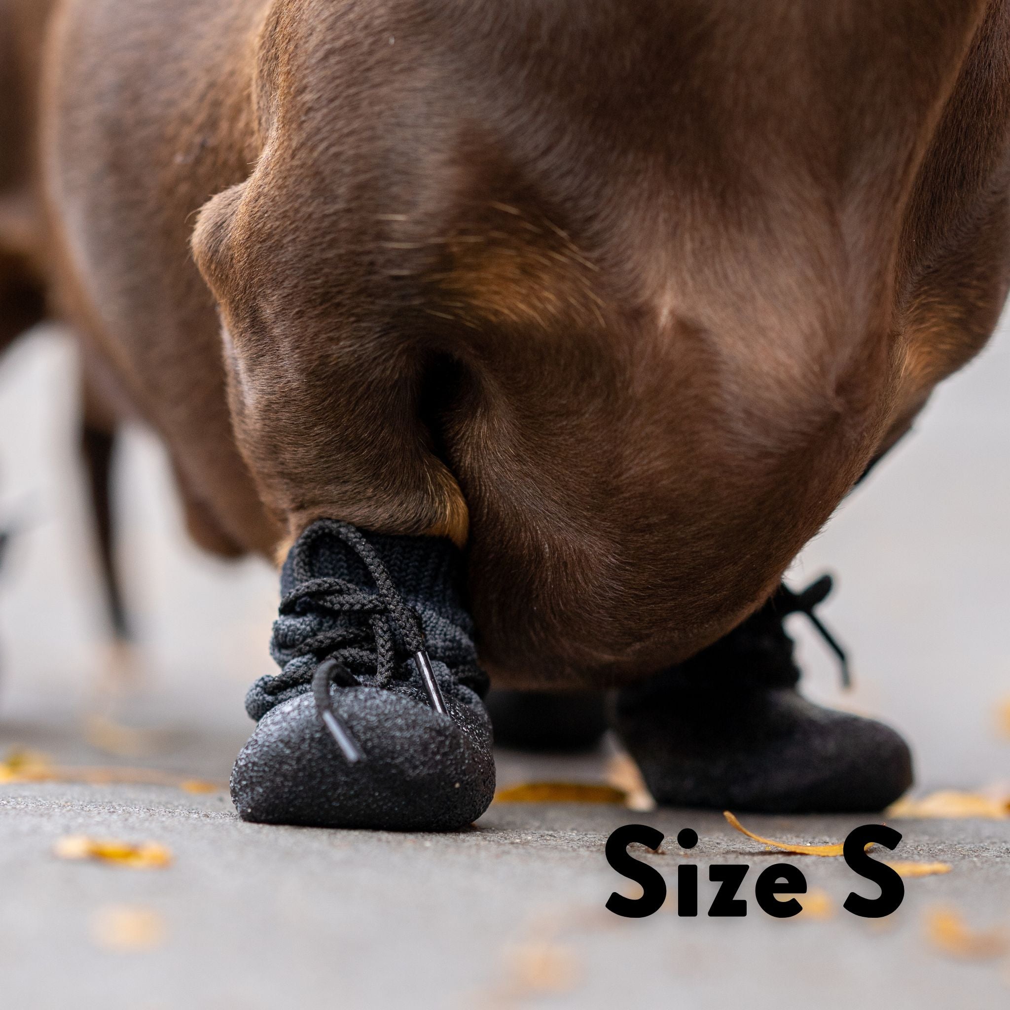 dog-shoes-size-small-daschhund.jpg