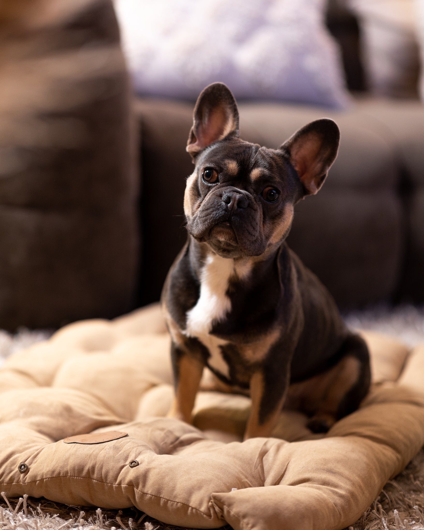 Cama para perro marrón 3 en 1