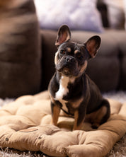Cama para perro marrón 3 en 1