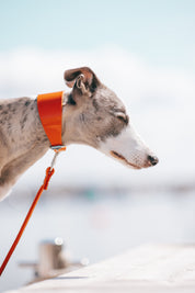 Collar de Perro Ancho Brillante en Color Naranja