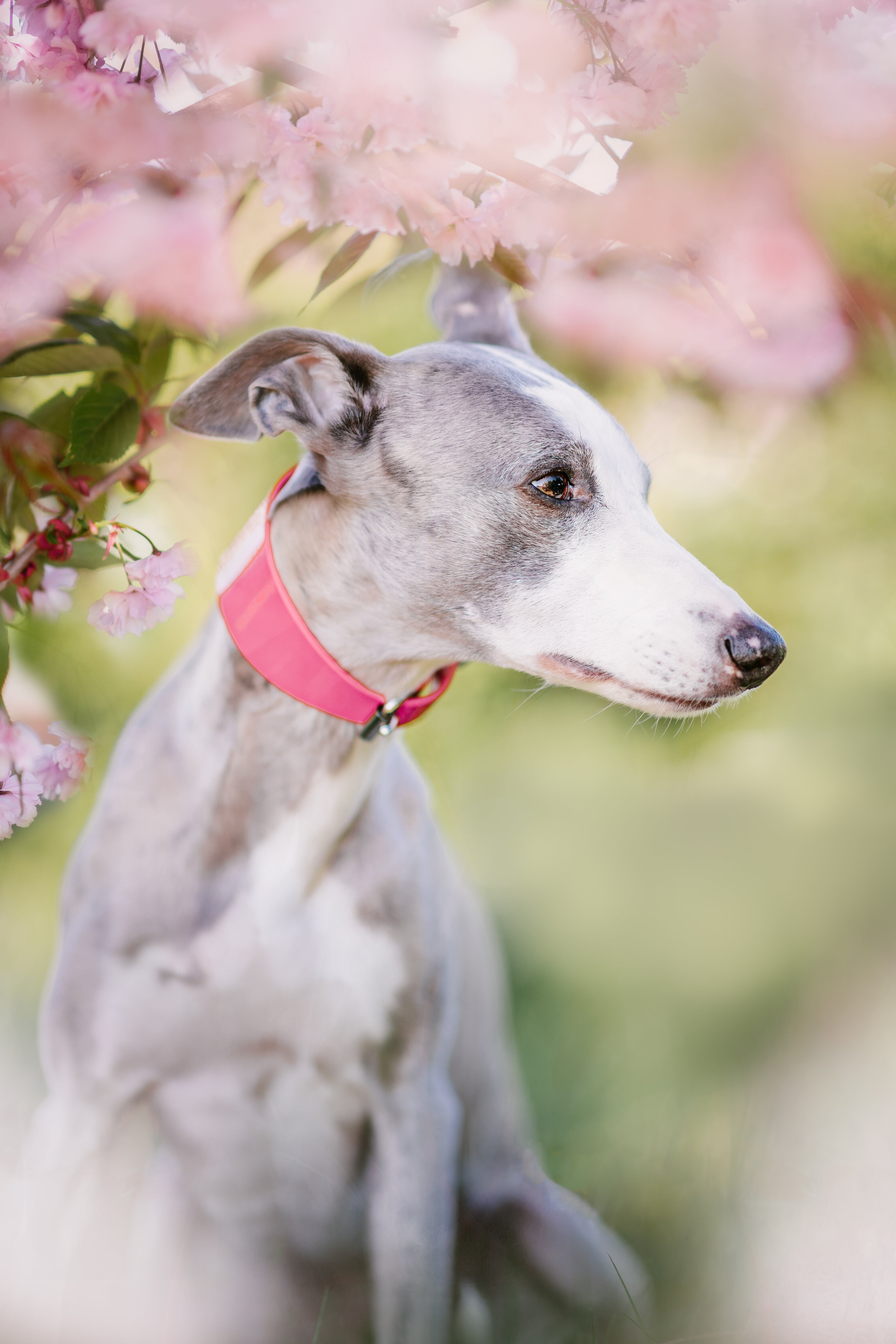 Collar de Perro Rosa Brillante Ancho