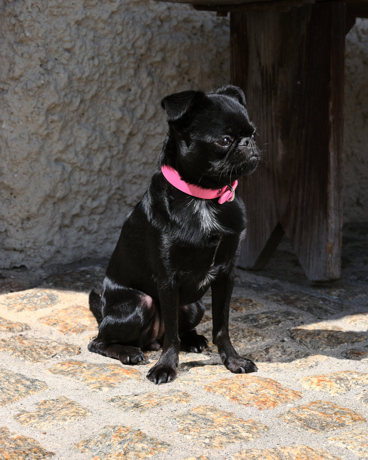 Collar para Perro Rosa Brillante Delgado
