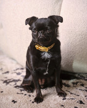 Collar de perro delgado metálico dorado