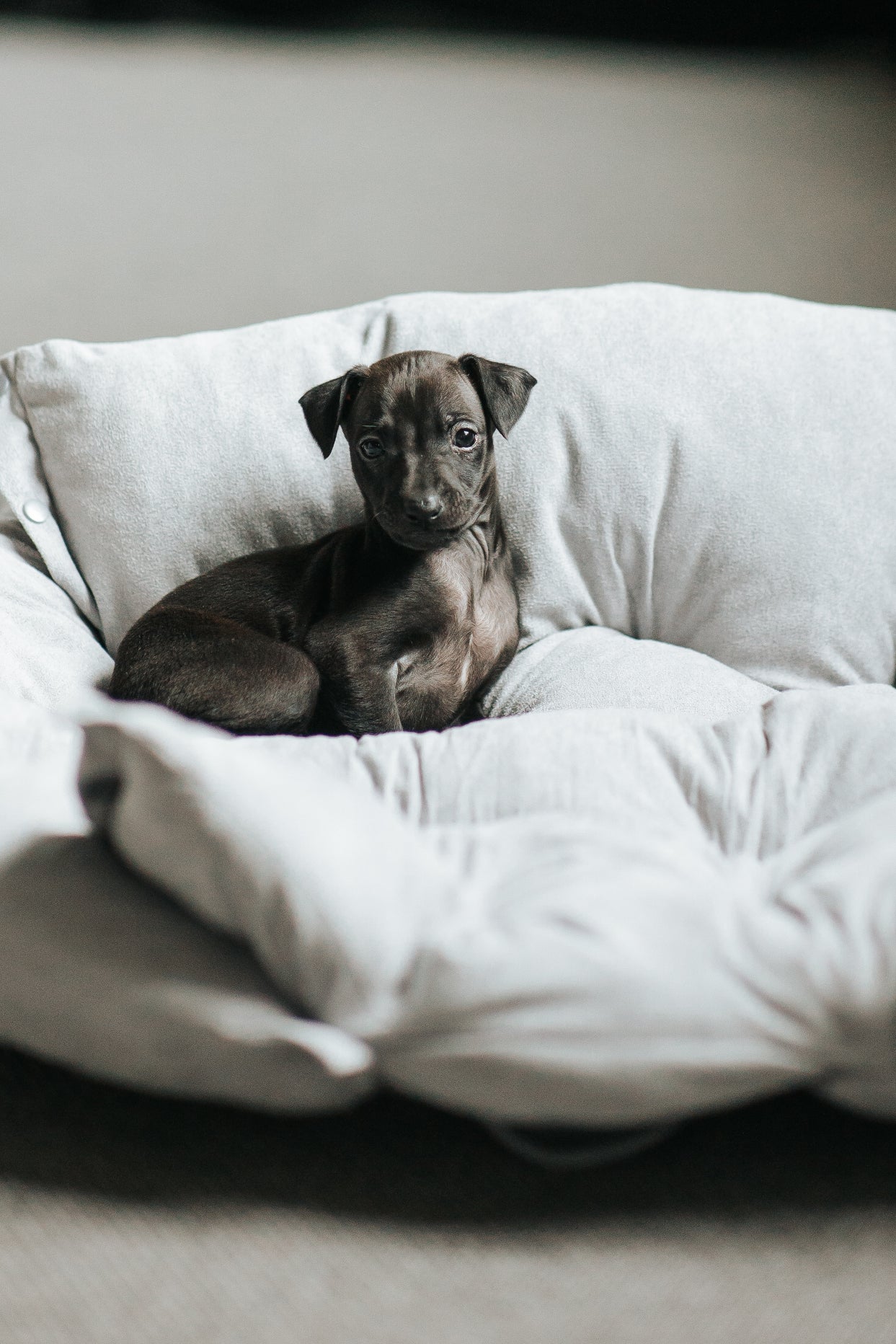 grey-dog-bed-iggy-puppy.jpg