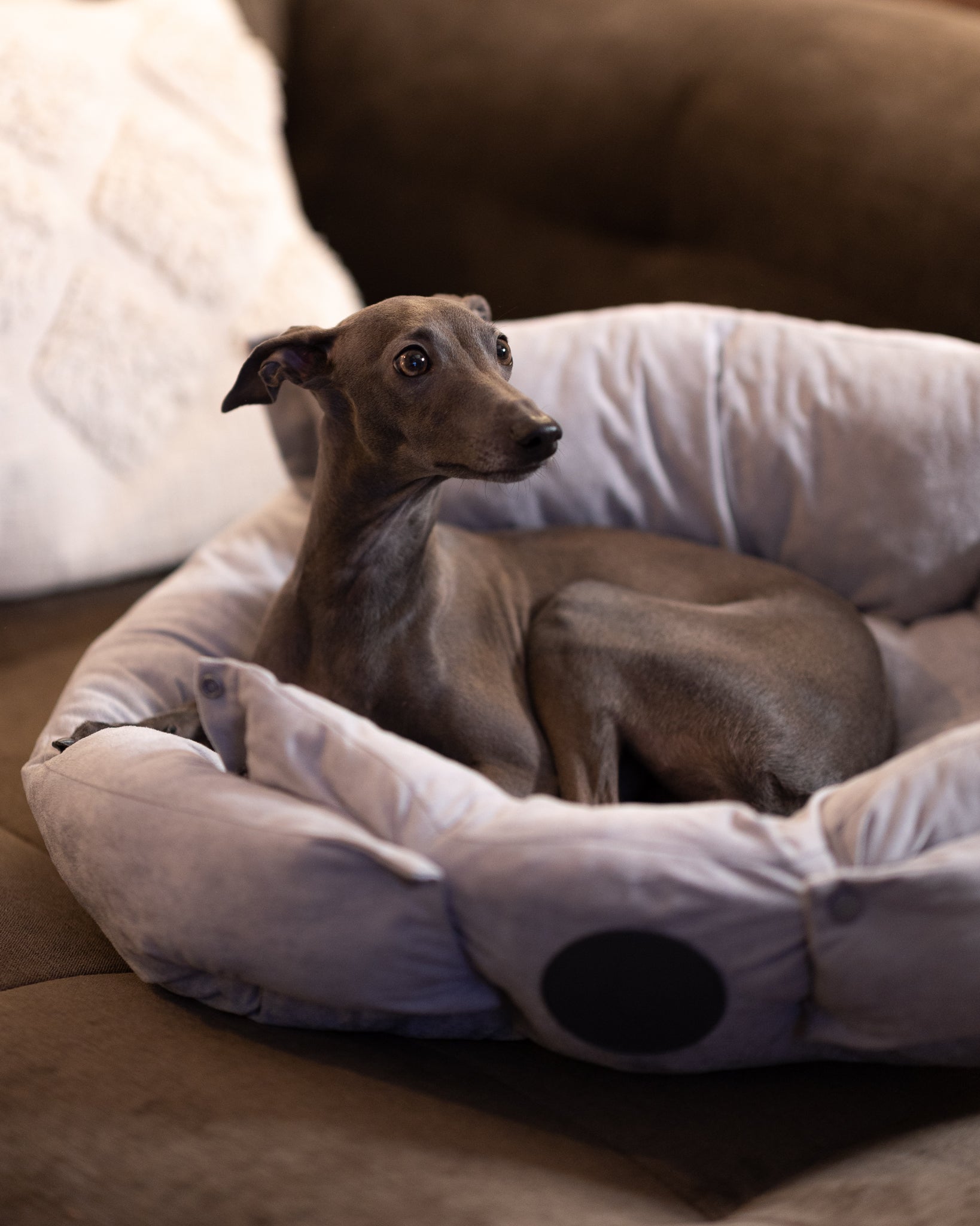 Cama de Perro Gris 3 en 1