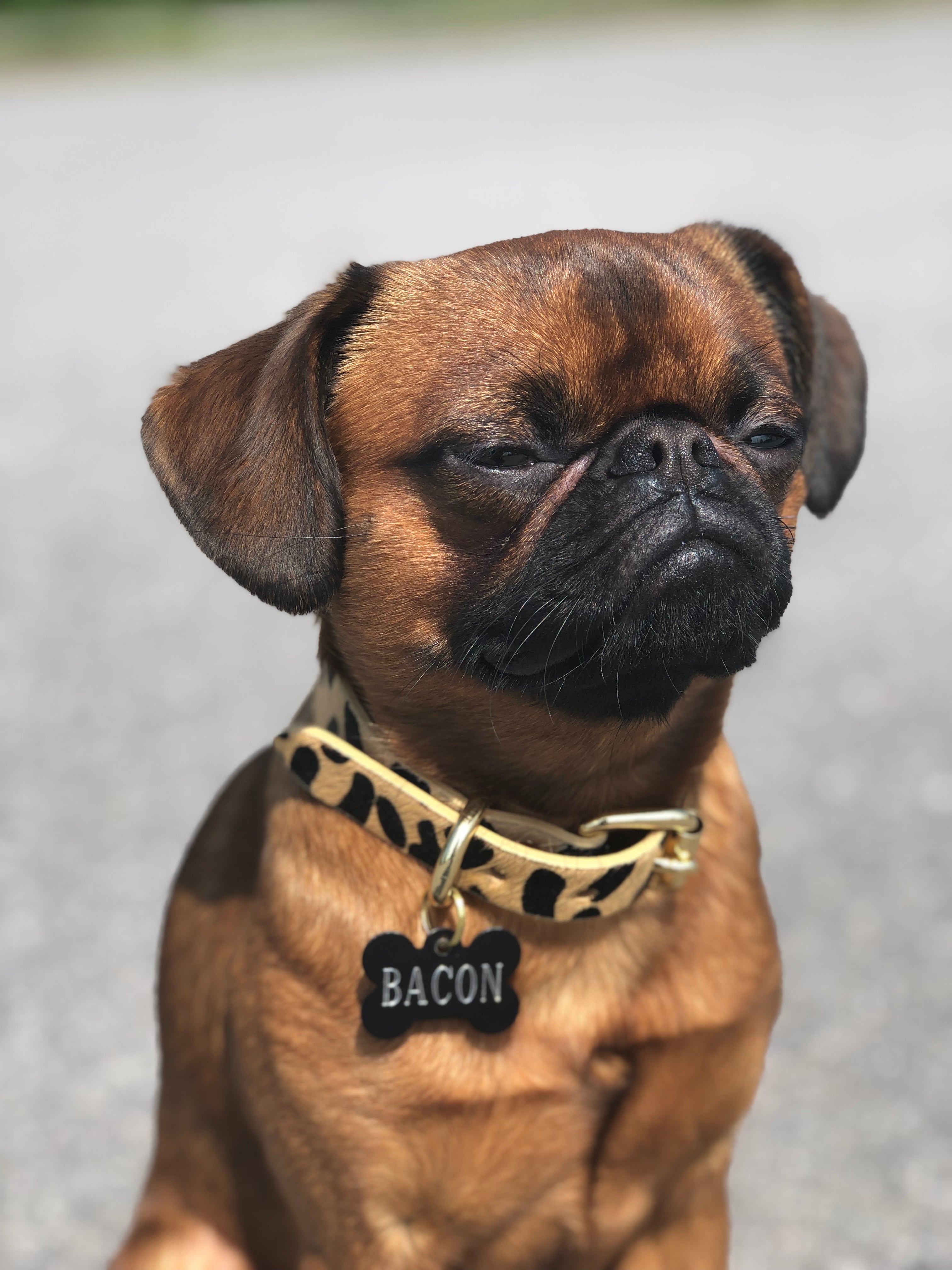 Correa para Perro Leopardo Delgada