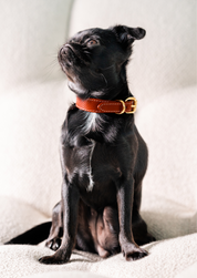 Collar Rojo para Perro Delgado