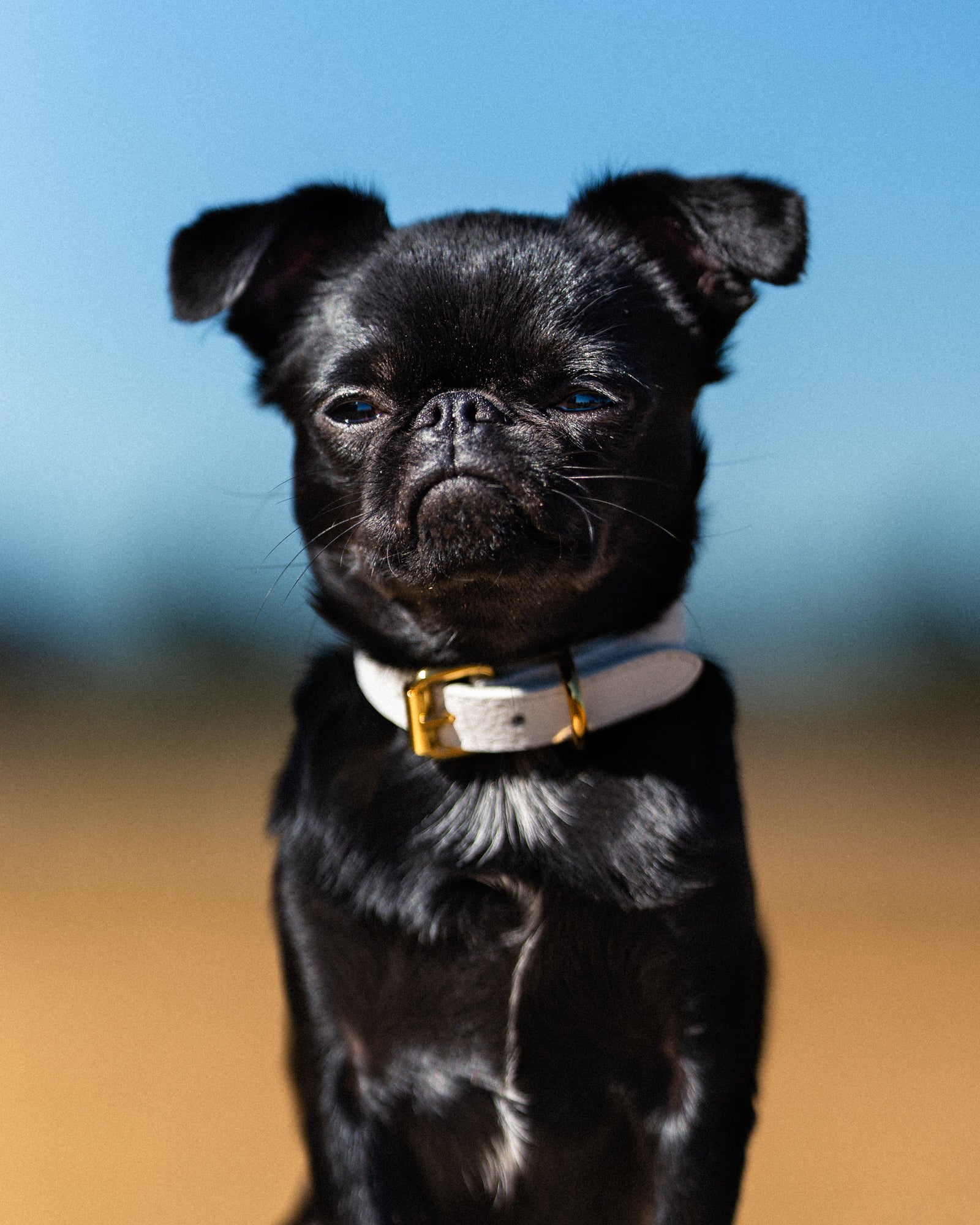 Collar Blanco para Perro Delgado