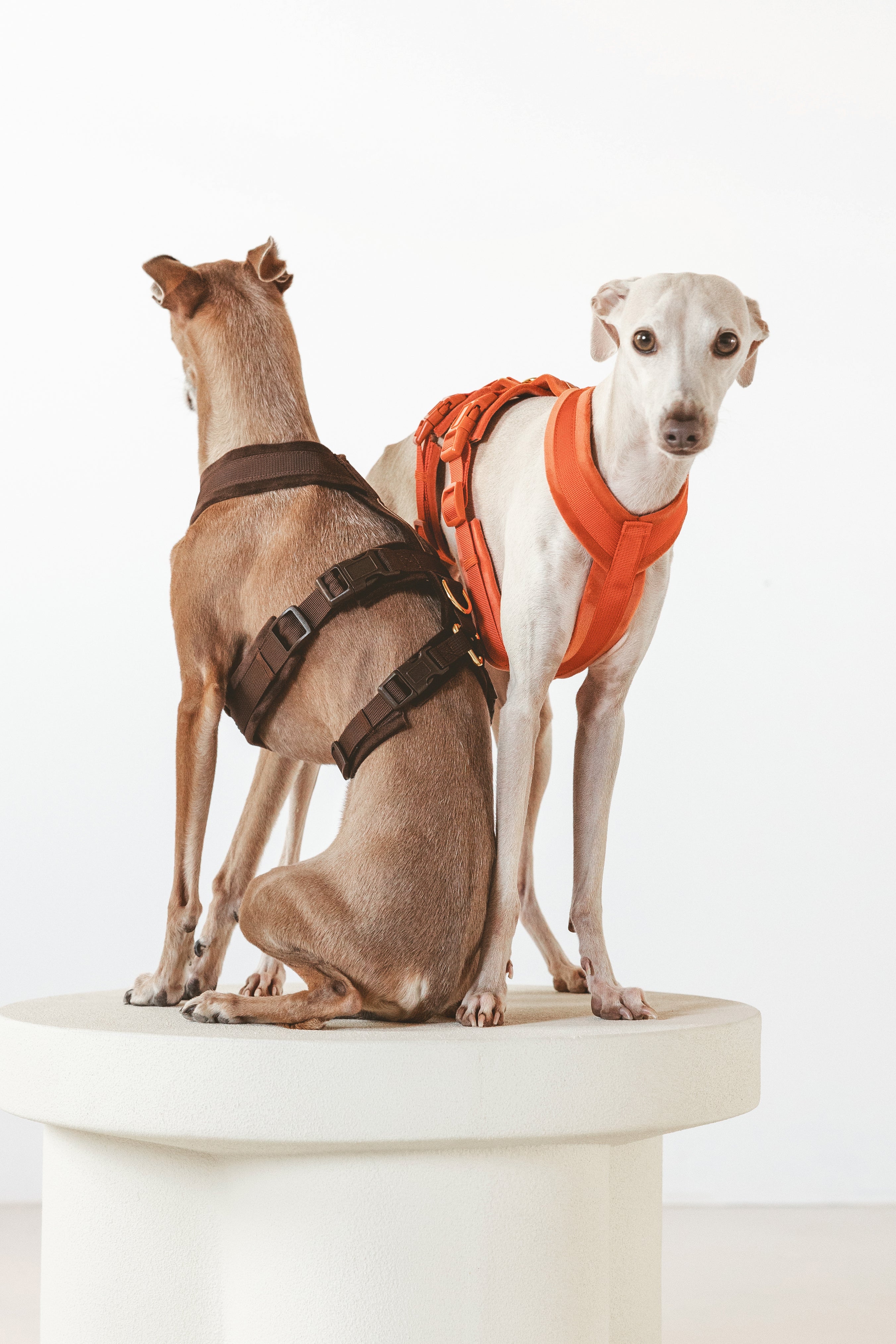 harnesses-cognac-coffee-brown-card-image.jpg