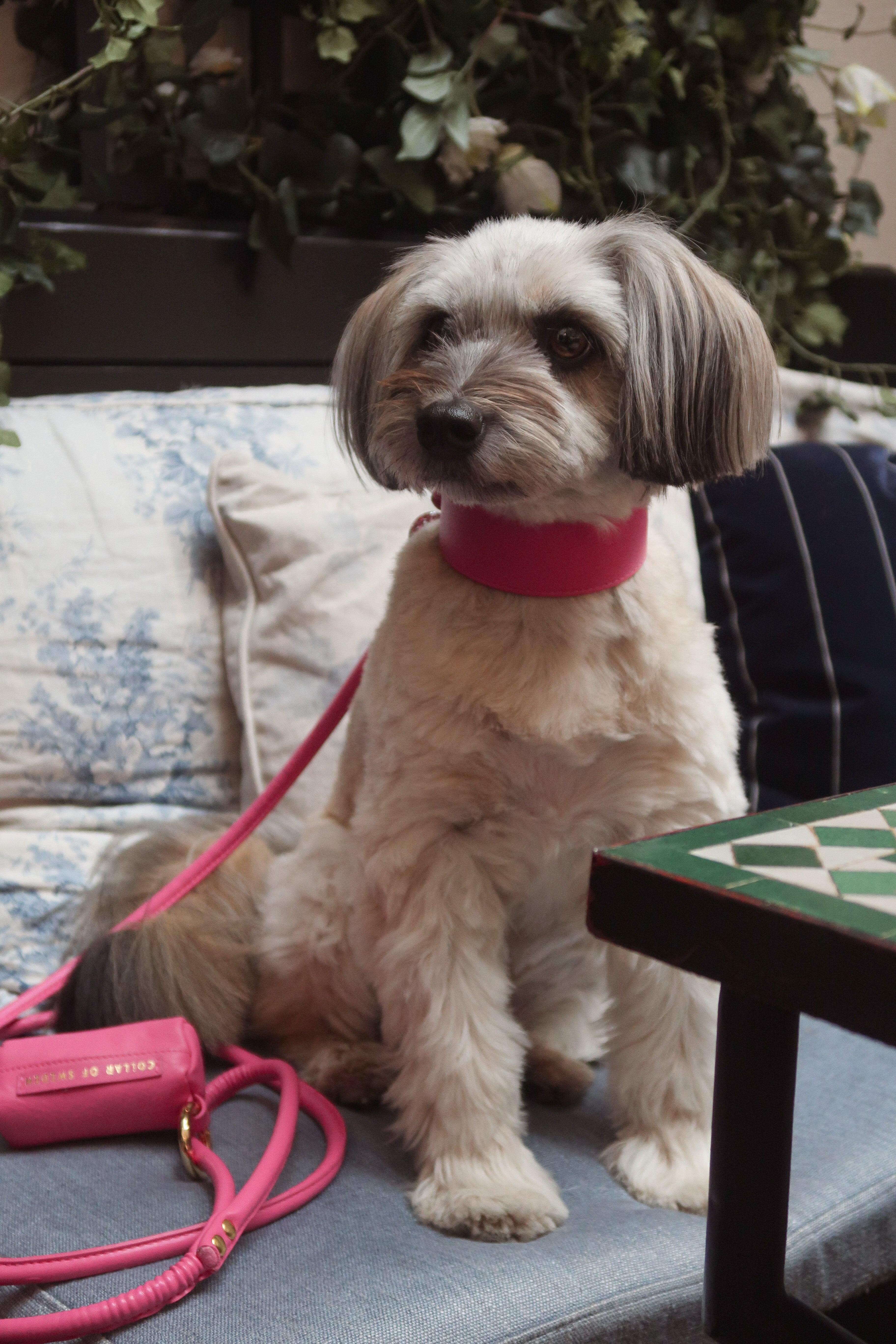Collar de Perro Rosa Brillante Ancho